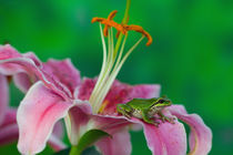 Oriental Lily and Pacific tree frog resting on its petals, Sammamish Washington by Danita Delimont