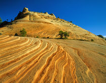 Layered sandstone in Zion Canyon in Zion National Park in Utah von Danita Delimont