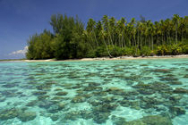South Pacific, French Polynesia, Moorea by Danita Delimont