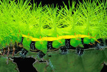 Central America, Panama, Barro Colorado Island. Green spiny catterpillar von Danita Delimont