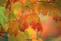 USA, Northeast, Maple Leaves in Rain. Credit as von Danita Delimont