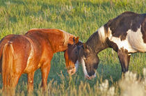 Wild Horses at Theodore Roosevelt National Park in North Dakota by Danita Delimont