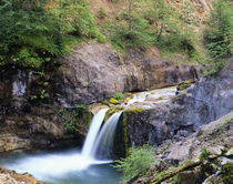 WA, Mt. St. Helens NVM, Lava Canyon, Muddy Creek waterfall von Danita Delimont