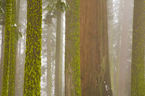 Giant Sequoia (Sequoiadendron) trees by Danita Delimont