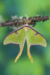 Male  Luna Silk Moth of North American photographed Sammamish, Washington von Danita Delimont