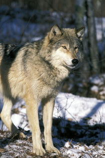 North America, USA, Minnesota. Wolf (Canis lupus) by Danita Delimont
