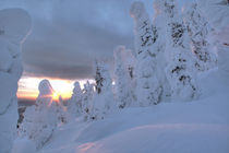 Snowghosts at sunset at Whitefish Mountain Resort in Montana von Danita Delimont