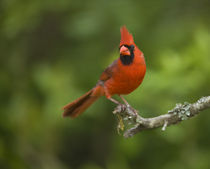 Northern Cardinal, Cardinalis cardinalis, Coastal Texas by Danita Delimont