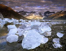 USA, Alaska, Glacier Bay NP by Danita Delimont