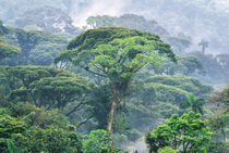 Monte Verde Reserve, Costa Rica by Danita Delimont