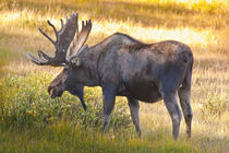USA, Colorado, Cameron Pass. Bull moose with velvet still on antlers. Credit as von Danita Delimont