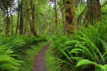 WA, Olympic National Park, Quinault Rain Forest von Danita Delimont