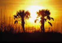 N.A., USA, South Carolina, Charleston.  Sunset near Folley Beach. by Danita Delimont