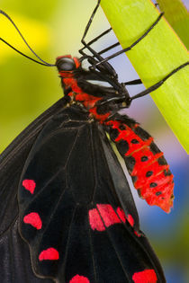 Sammamish, Washington Tropical Butterfly Photograph of Pachliota kotzebuea by Danita Delimont