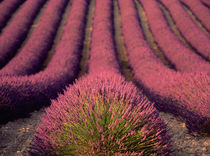 Lavender field in High Provence, France by Danita Delimont