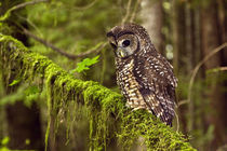 Oreogn, Coast Range, a Northern Spotted Owl (Strix occidentalis) von Danita Delimont