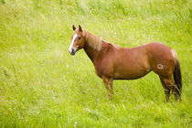 North America,USA,Washington,Horse in Spring Field,Palouse Country Washington von Danita Delimont