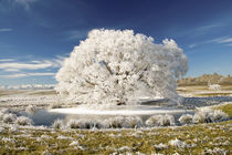 Hoar Frost on Willow Tree, near Omakau, Central Otago, South Island, New Zealand by Danita Delimont