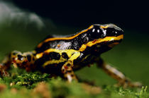 Poison dart frog, Dendrobates sp., Vilcabamba, Peru by Danita Delimont