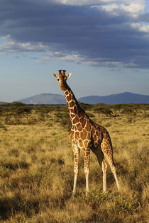 Reticulated Giraffe, Samburu Game Reserve