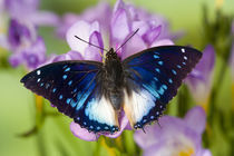 Sammamish Washington Tropical Butterflies photograph of Charaxes cithaeron von Danita Delimont