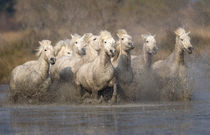France, Provence. White Camargue horses running through muddy water. Credit as by Danita Delimont