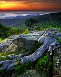 USA, Virginia, Shenandoah National Park by Danita Delimont