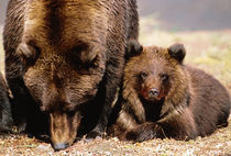 Brown Bear, Ursus arctos, Alaska Peninsula von Danita Delimont