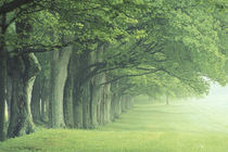 NA, USA, Kentucky Row of trees in spring von Danita Delimont