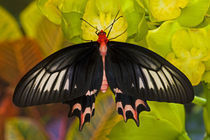 Sammamish Washington Tropical Butterflies photograph of Atrophaneura semperi by Danita Delimont
