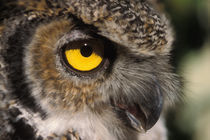great horned owl, Stix varia, Alaska Zoo, Anchorage, Alaska von Danita Delimont