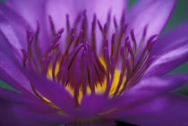 Asia, Thailand, Bangkok, Purple and yellow lotus flower von Danita Delimont