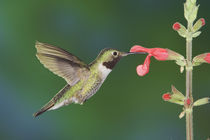 Broad-tailed Hummingbird by Danita Delimont