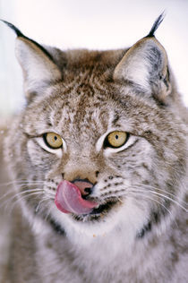 Eurasian lynx, Lynx lynx, Finland von Danita Delimont