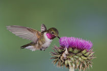 Broad-tailed Hummingbird von Danita Delimont