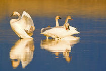 Trumpeter swan family in last light at pond at the Ninepipe NWR in Montana by Danita Delimont