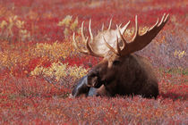 N.A., USA, Alaska, Denali Nat'l Park Bull Moose - Alces alces by Danita Delimont