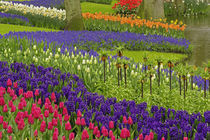 Pattern of tulips hyacinth and Grape Hyacinth flowers, Keukenhof Gardens by Danita Delimont