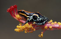 Peru, Peruvian Rain Forest, Poison Arrow Frog on flower by Danita Delimont