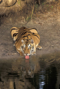 Bengal Tiger drinking (Panthera tigriss) by Danita Delimont