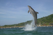 Dolphin jumping, Roatan, Bay Islands, Honduras von Danita Delimont