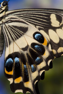 Sammamish, Washington Tropical Butterfly von Danita Delimont