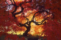 Connecticut: Darien, Japanese maple ('Acer palmatum'), October. von Danita Delimont