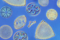 Diatoms, Farlow Herbarium, Harvard University by Danita Delimont