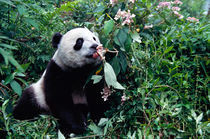 Panda cub in the forest, Wolong, Sichuan, China von Danita Delimont