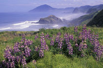 N.A., USA, Oregon, Nesika Beach Lupine and Oregon coastline by Danita Delimont