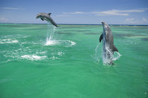 Bottlenose Dolphins  Carribean Sea near Roatan, Honduras von Danita Delimont