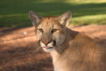 USA, Florida, panther, (Felis concolor), puma, cougar, endangered, cat, captive by Danita Delimont