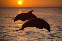 Bottlenose Dolphins (Tursiops truncatus) Caribbean Sea near Roatan, Honduras by Danita Delimont
