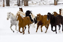 A winter scenic of running horses on The Hideout Ranch in Shell Wyoming. von Danita Delimont